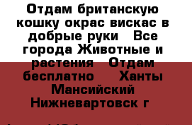 Отдам британскую кошку окрас вискас в добрые руки - Все города Животные и растения » Отдам бесплатно   . Ханты-Мансийский,Нижневартовск г.